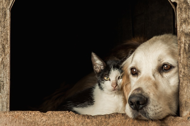 ¿Es posible la convivencia entre perros y gatos?