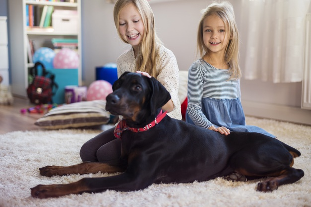 Guía para entretener a tu mascota en casa